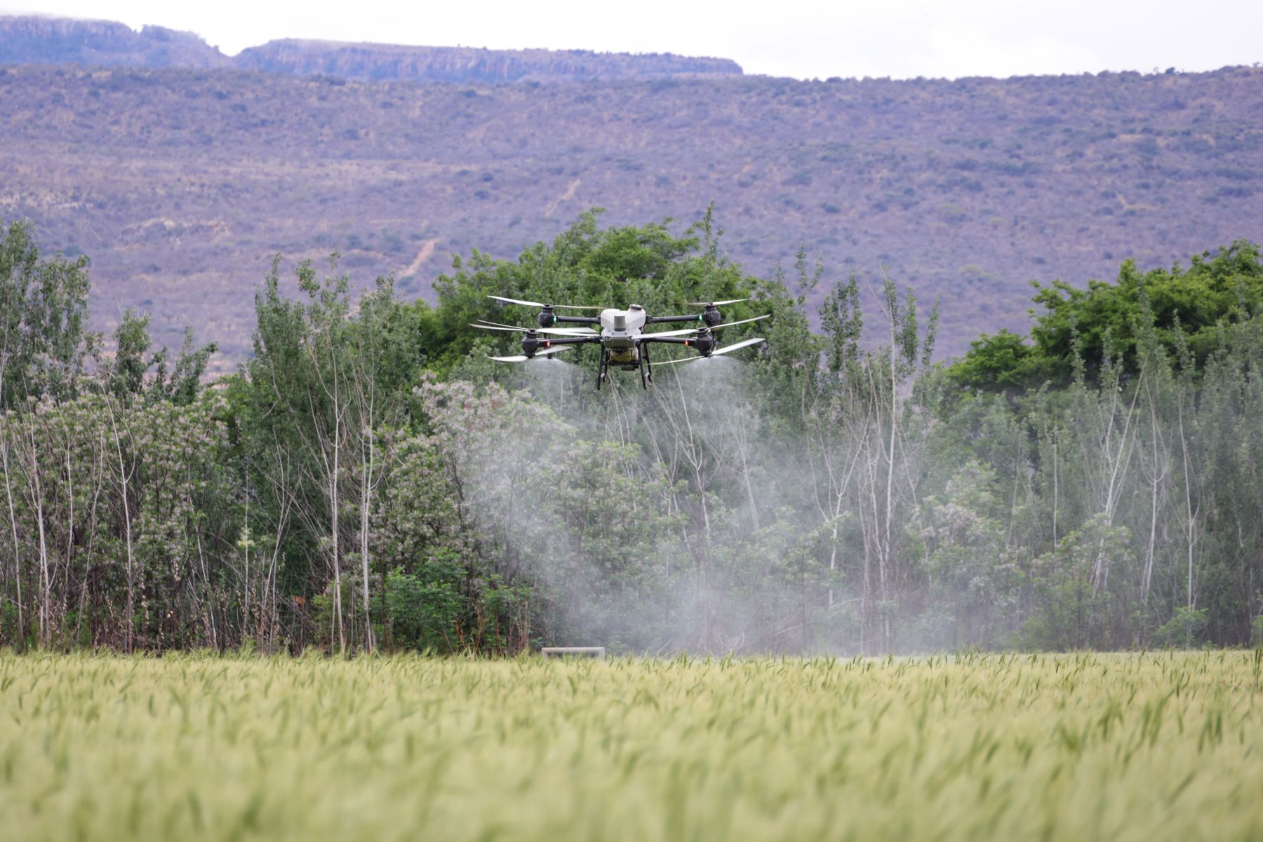 Drone agrícola pulverizando uma lavoura de trigo